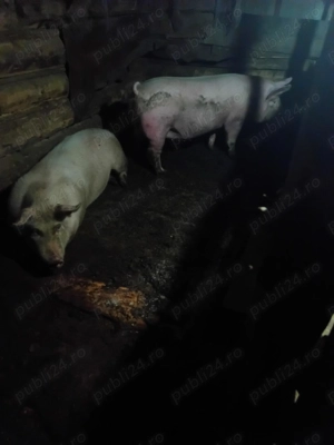 Vând un porc la alegere din 2  - imagine 3