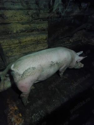 Vând un porc la alegere din 2  - imagine 4