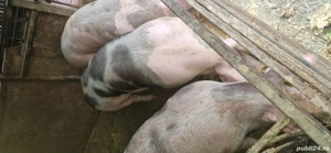 vand porci - imagine 2