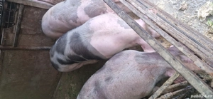 vand porci - imagine 3