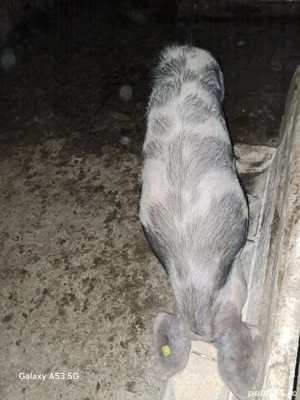 vand porc  - imagine 2