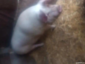 porc crescut la tara natural are 260kg aproximativ  - imagine 5
