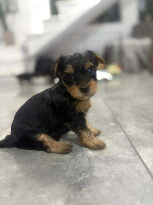 Vând căței Yorkshire tereier