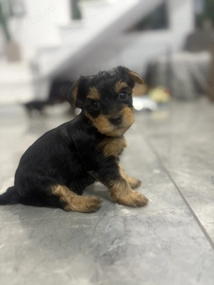 Vând căței Yorkshire tereier - imagine 3