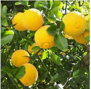 Lămâi trifoliat rezistent la frig