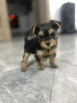 Vând căței Yorkshire tereier - imagine 2