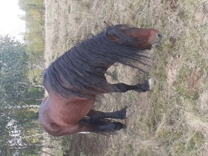 Vand harmasar de 6 ani  - imagine 2