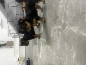 Vând căței Yorkshire tereier - imagine 5