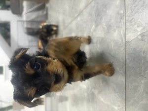 Vând căței Yorkshire tereier - imagine 4