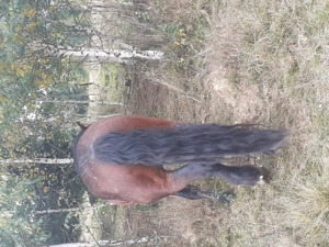 Vand harmasar de 6 ani  - imagine 3