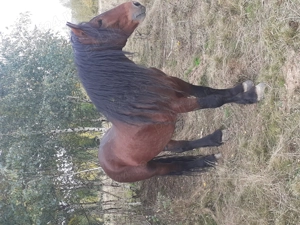 Vand harmasar de 6 ani  - imagine 4