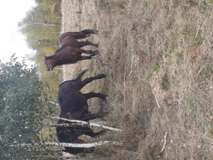 Vand harmasar de 6 ani  - imagine 5