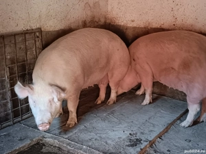 Porci mari de carne100-350 kg - imagine 5