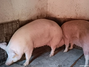 Porci mari de carne100-350 kg - imagine 4