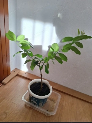  ămâi altoit înălțime 60 cm.