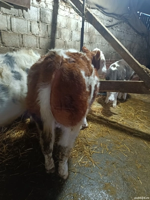 Vand vitel si vitelle - imagine 2