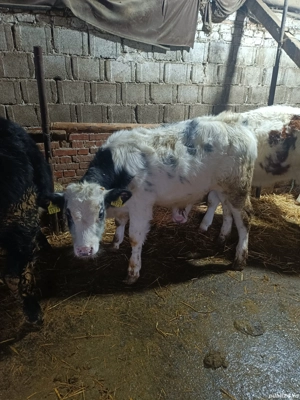 Vand vitel si vitelle