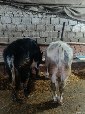 Vand vitel si vitelle - imagine 3