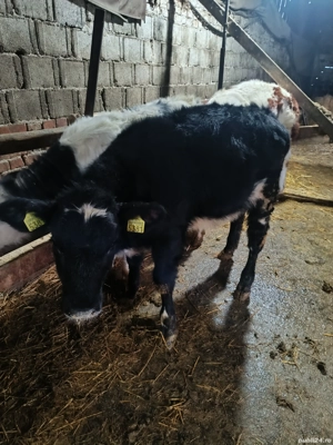 Vand vitel si vitelle - imagine 4