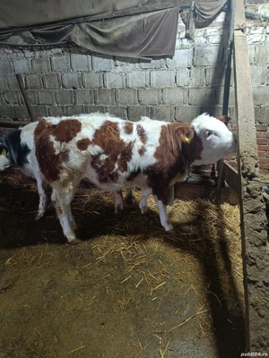 Vand vitel si vitelle - imagine 5