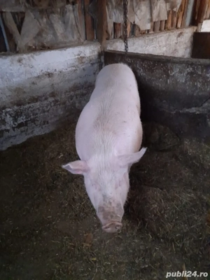 mascur de vanzare  - imagine 2