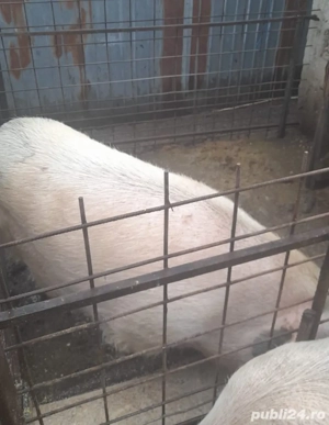 Porci între 130-200 KG - imagine 2