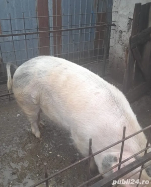 Porci între 130-200 KG - imagine 3