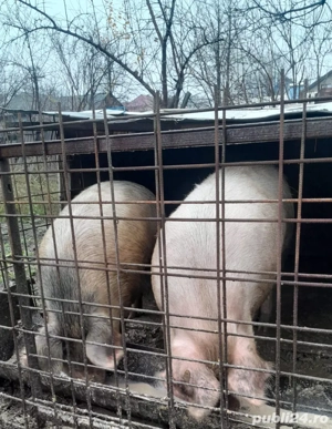 Porci între 130-200 KG