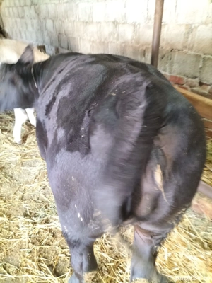 Vând vițea Angus  - imagine 3