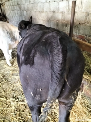 Vând vițea Angus  - imagine 2