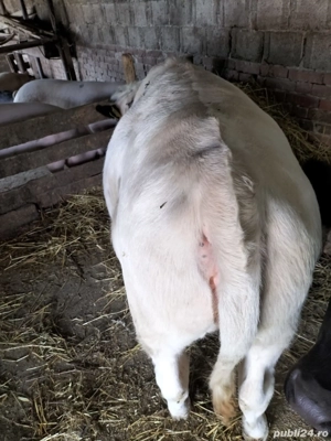 Vând vițea Belga  - imagine 2