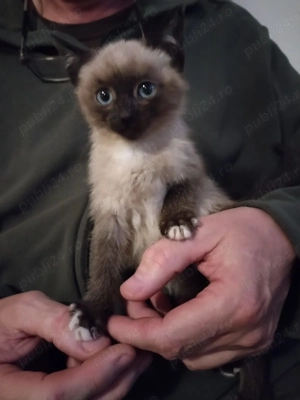 Baietei birmanezi vor acasa