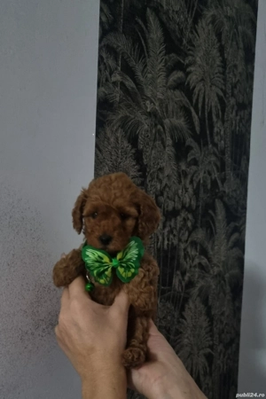 Fetita si baietel pudel red toy 