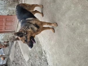 Vand catea ciobanesc german  - imagine 2