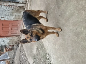 Vand catea ciobanesc german  - imagine 5