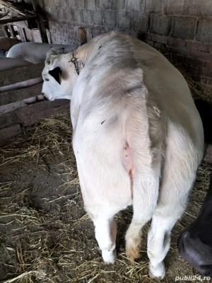 Vând vițea Belga  - imagine 3