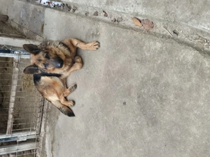 Vand catea ciobanesc german 