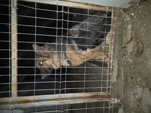 Vand catea ciobanesc german  - imagine 3