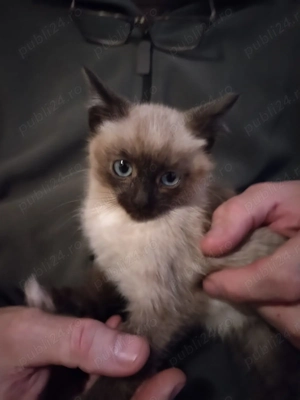 Baietei birmanezi vor acasa - imagine 2