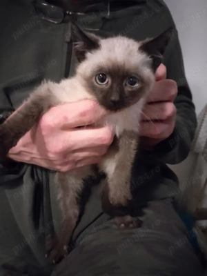 Baietei birmanezi vor acasa - imagine 3