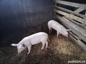 soldani 30-70 kg - imagine 3