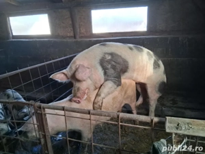 vier pietrain 250-280 de kg - imagine 2