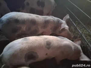 soldani 30-70 kg - imagine 2