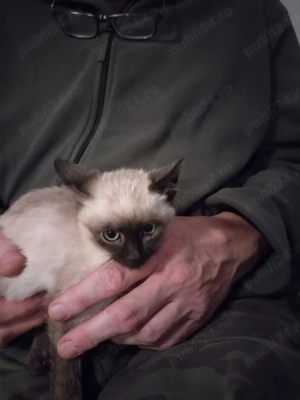 Baietei birmanezi vor acasa - imagine 4