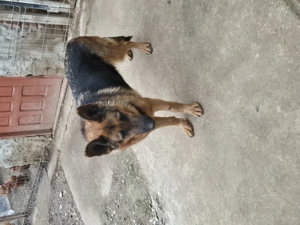 Vand catea ciobanesc german  - imagine 4