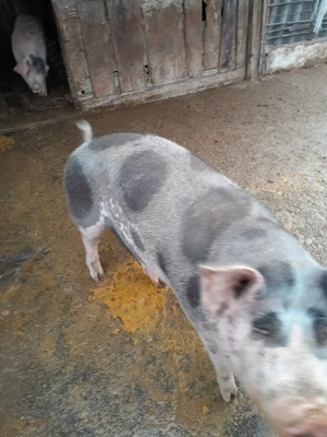 Porc de vanzare pentru sacrificat