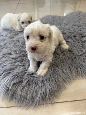 Vand Bichon maltez  - imagine 2