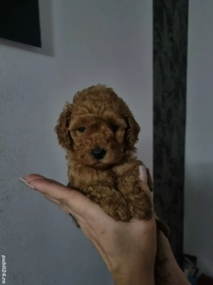 Fetita si baietel pudel red toy  - imagine 2