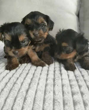  Yorkshire Terrier toy fetiță   cu carnet   disponibilă imediat - imagine 2