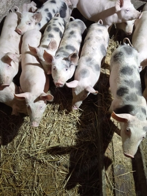 Soldanasi frumosi - imagine 3